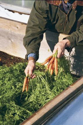  Nice carrots grown in a cold frame.