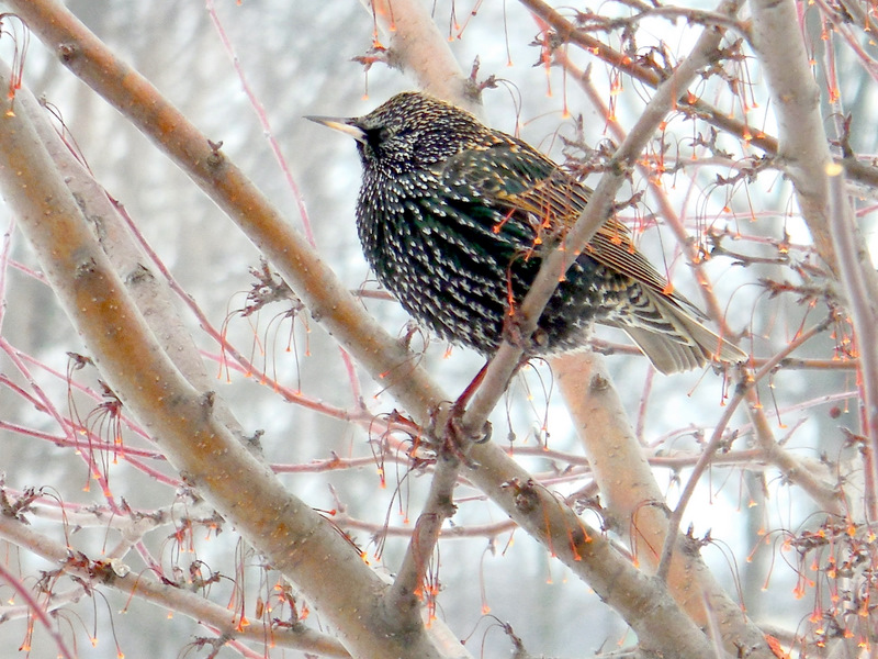 A starling speckled with bright dots!